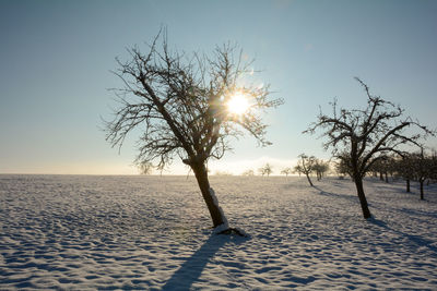 Trees on landscape against sky during sunset