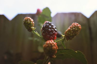 Close-up of berries growing on plant