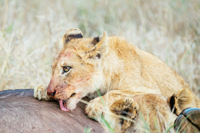 Close-up of a cat eating