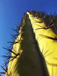 Low angle view of prickly pear cactus against clear sky