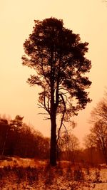 Bare trees on landscape
