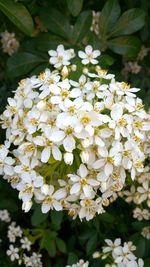 Close-up of white flowers blooming outdoors