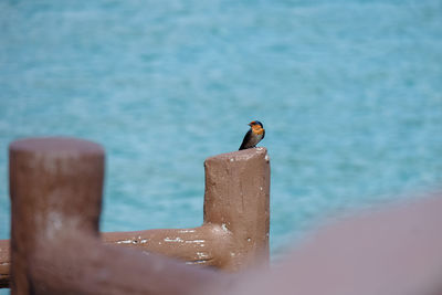 Bird perching on wooden post