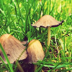 Close-up of mushroom growing on field