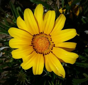 Close-up of yellow flower