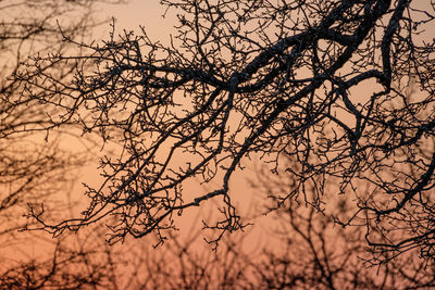 Low angle view of silhouette tree during sunset