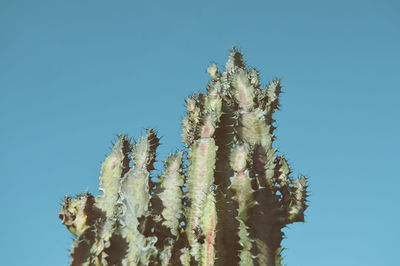 Low angle view of plants against clear blue sky