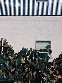 Cactus growing outside building