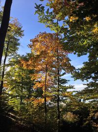 Low angle view of trees against the sky