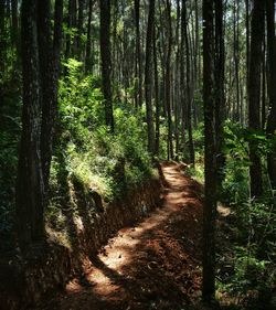 Walkway amidst trees in forest