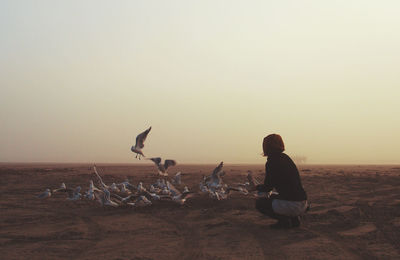 Rear view of woman feeding birds while crouching at beach against clear sky during sunset