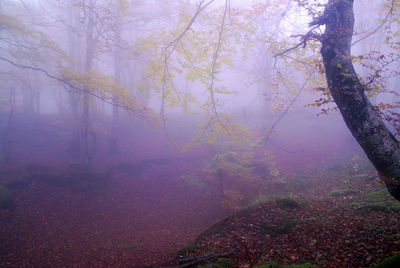 Trees in forest during foggy weather