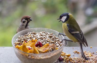 Close-up of birds eating food