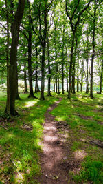 Footpath passing through forest