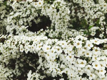Close-up of white flowers