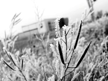 Close-up of plants growing on field