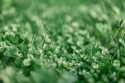 Close-up of plants growing on field