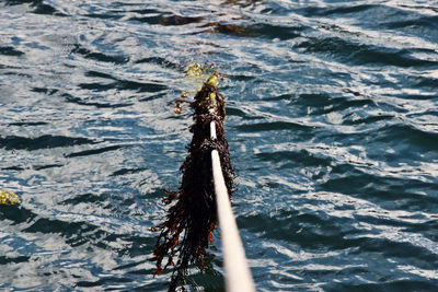 High angle view of wood in lake