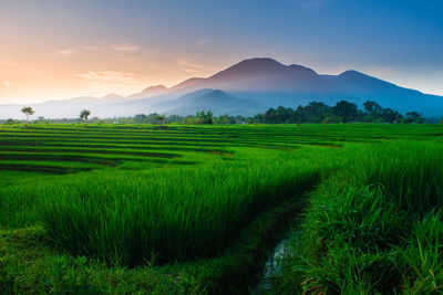 Scenic view of agricultural field against sky