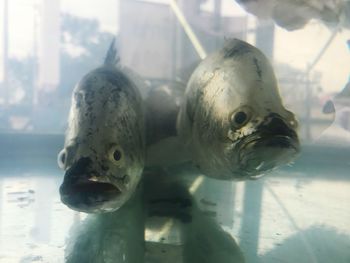 Close-up of turtle swimming in aquarium