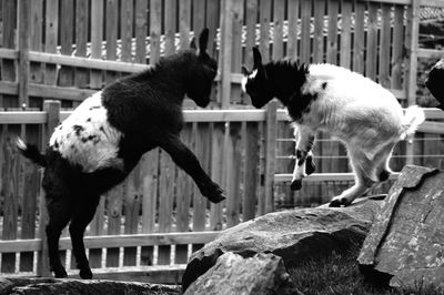 Goats fighting over rocks against wooden fence