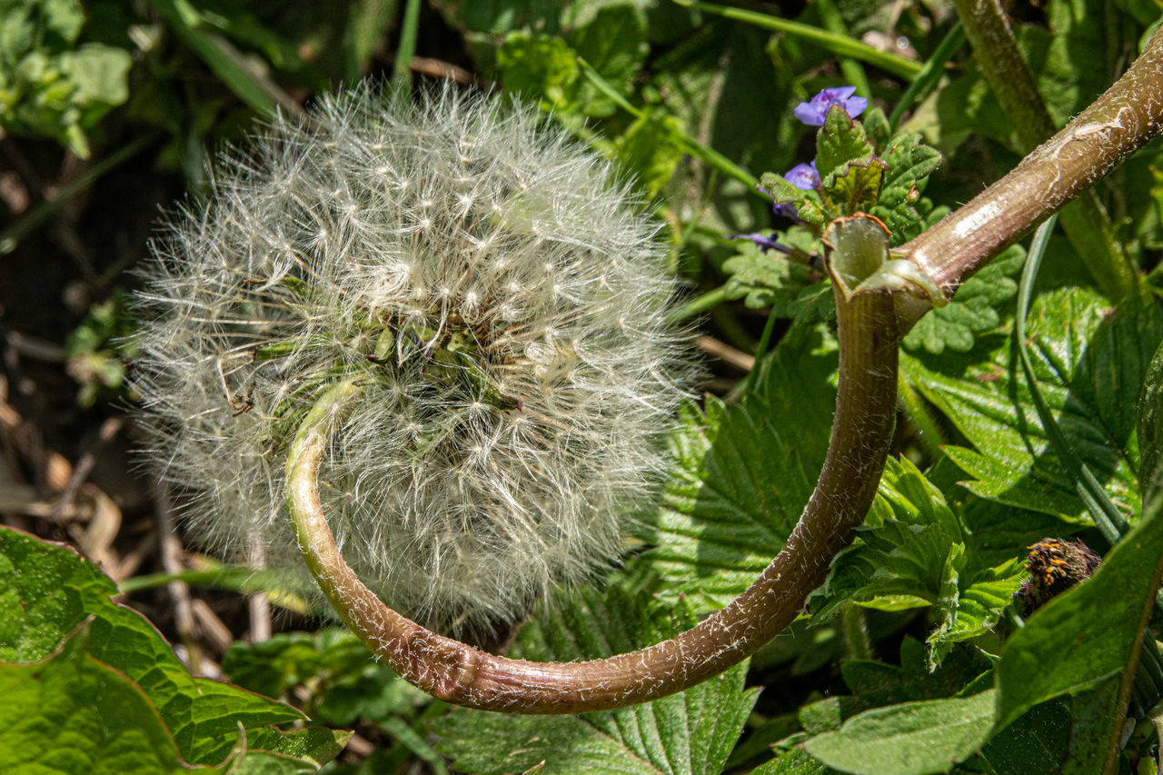 CLOSE-UP OF FLOWERING PLANT AGAINST TREE