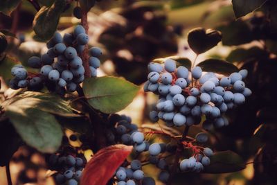 Close-up of grapes growing in vineyard