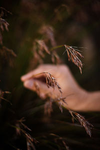 Cropped hand of person touching plants