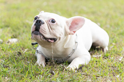 French bull dog doing funny tricks in the yard.