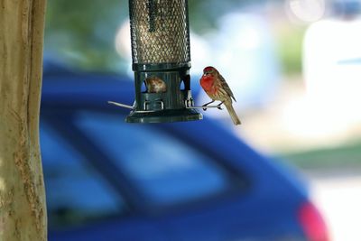 Close-up of bird perching on feeder