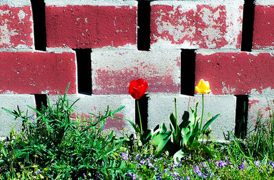 Close-up of red flowers