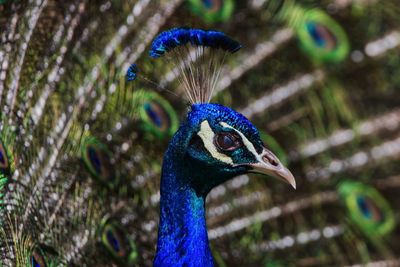 Close-up of a peacock