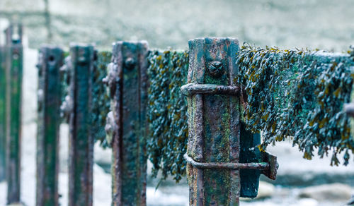 Close-up of rusty metal fence against blurred background