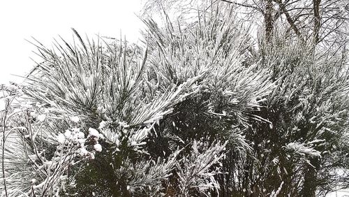 Low angle view of frozen tree during winter