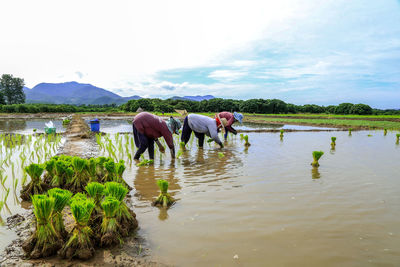 Rear view of people working on field by lake against sky