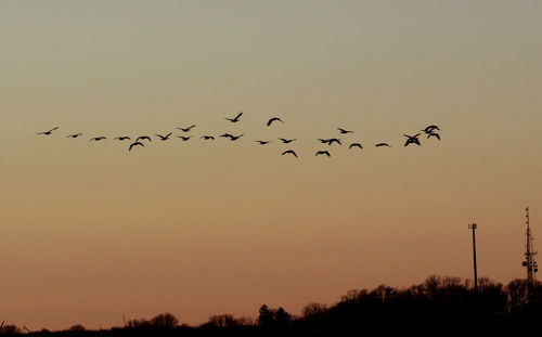 Silhouette birds flying against sky during sunset