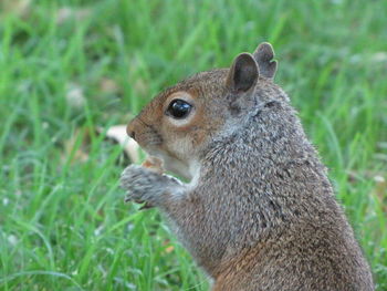 Close-up of squirrel eating a nut