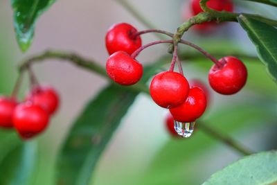 Close-up of red cherries growing on tree