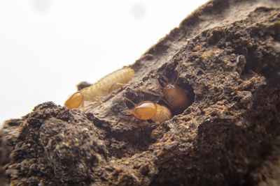 Close-up of shells on rock