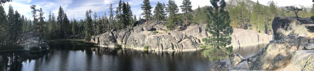 Panoramic view of trees growing in forest