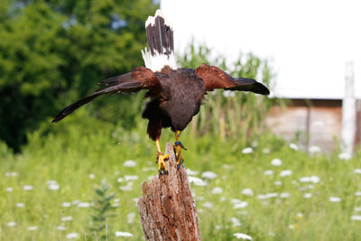 Close-up of a bird flying against blurred background