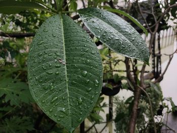 Close-up of wet plant leaves