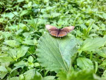 Butterfly on leaf