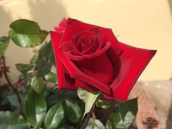 Close-up of red rose