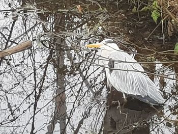 High angle view of gray heron perching on tree