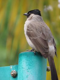 Close-up of bird perching on metal