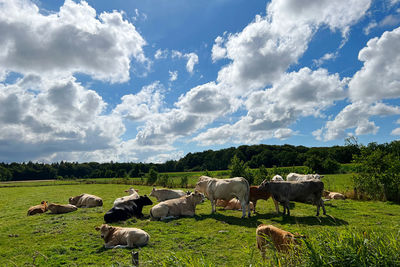 pasture
