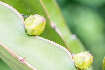 Close-up of insect on leaf