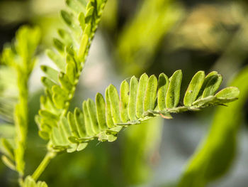 Close-up of fern