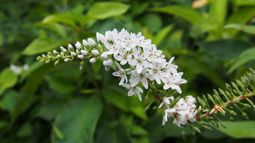 Close-up of white flowers blooming outdoors